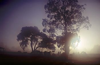 Penola Morning Mist