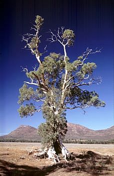 Cazneaux Tree