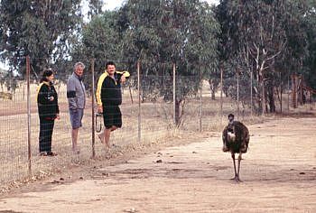 Emu Farm