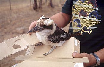 Kookaburra Rescue
